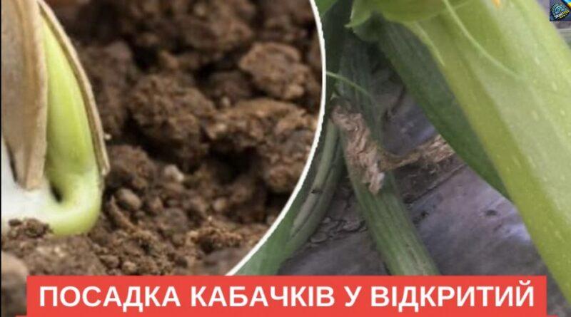 Посадка кабачків у відкритий ґрунт у 2025. Сприятливі дні для великого врожаю.