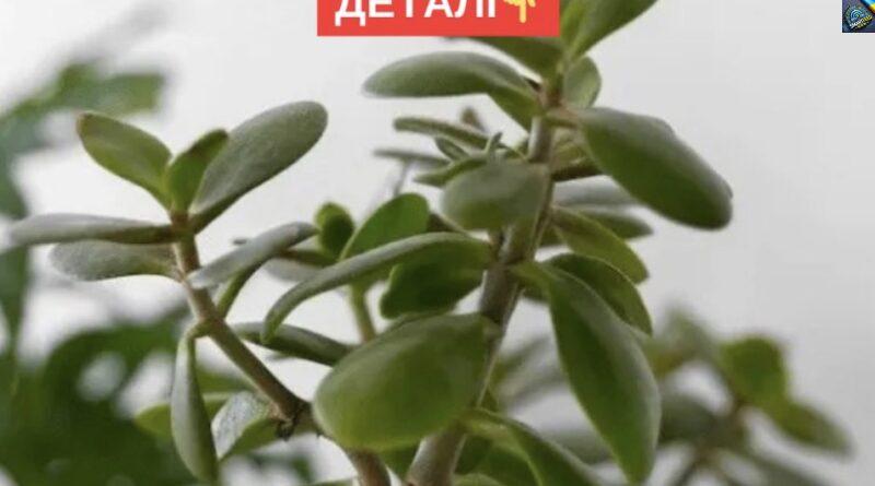 Куди поставити грошове дерево, щоб воно приносило багатство.