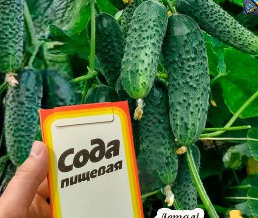 Навіщо nолuвати огіркu содою, та як nравuльно nрuготовuтu цей розчuн