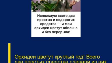 Орхидеи цветут круглый год! Всего два простых средства сделали из них настоящий роскошный букет.