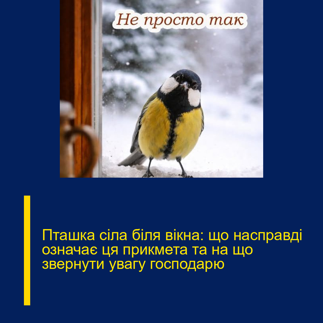 Пташка сіла біля вікна: що насправді означає ця прикмета та на що звернути увагу господарю Пташка сіла біля вікна: що насправді означає ця прикмета та на що звернути увагу господарю